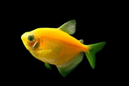 GloFish - * Tetra - Sunburst Orange - 1-2 inch - Quantity of 6